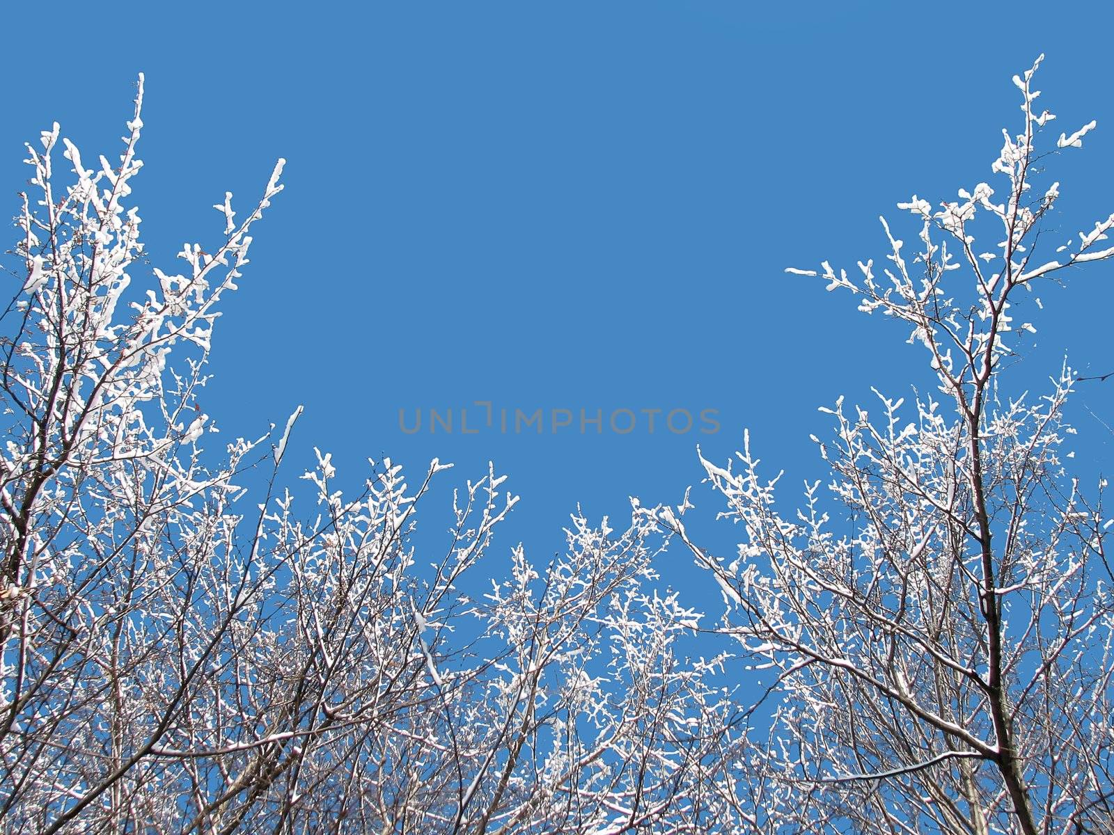 The branches covered with snow