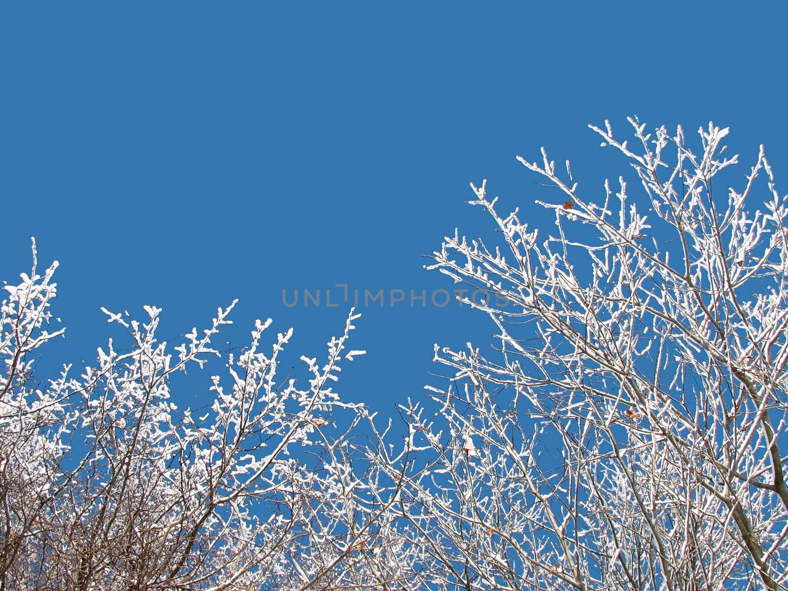 The branches covered with snow