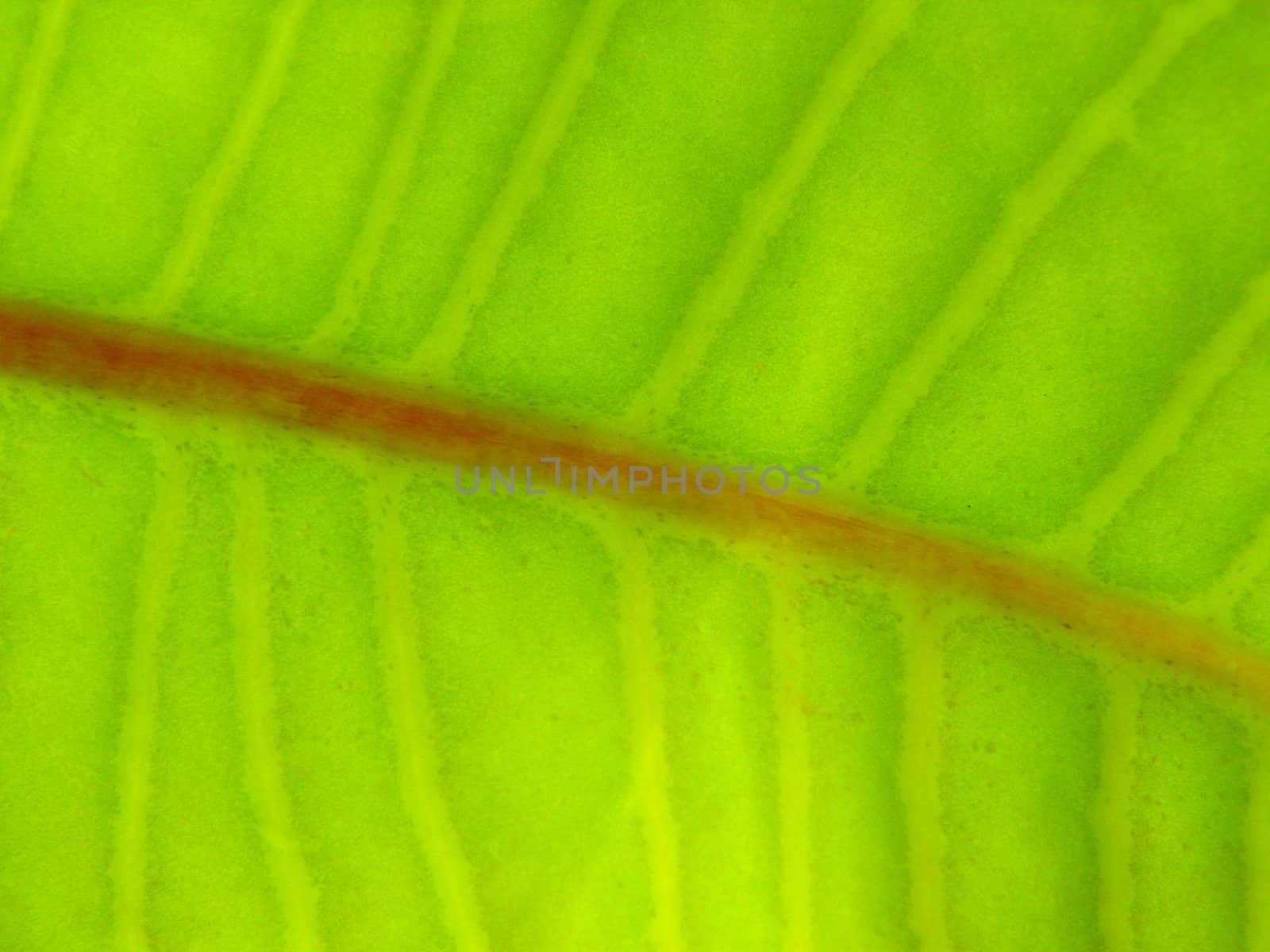 Texture of a green leaf in the sunlight
