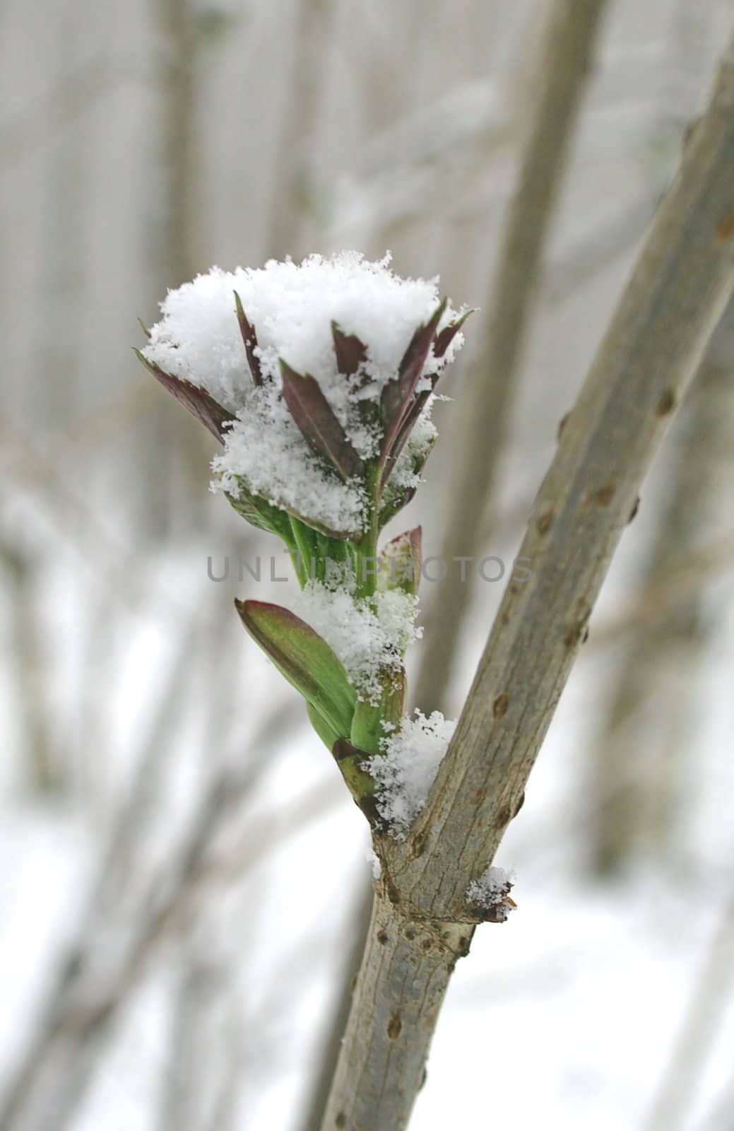 The young leaves covered with snow in early spring