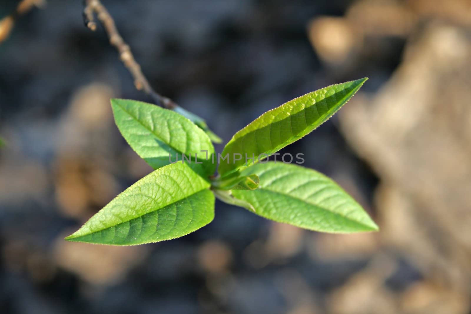 The close-up of young leaves in the spring
