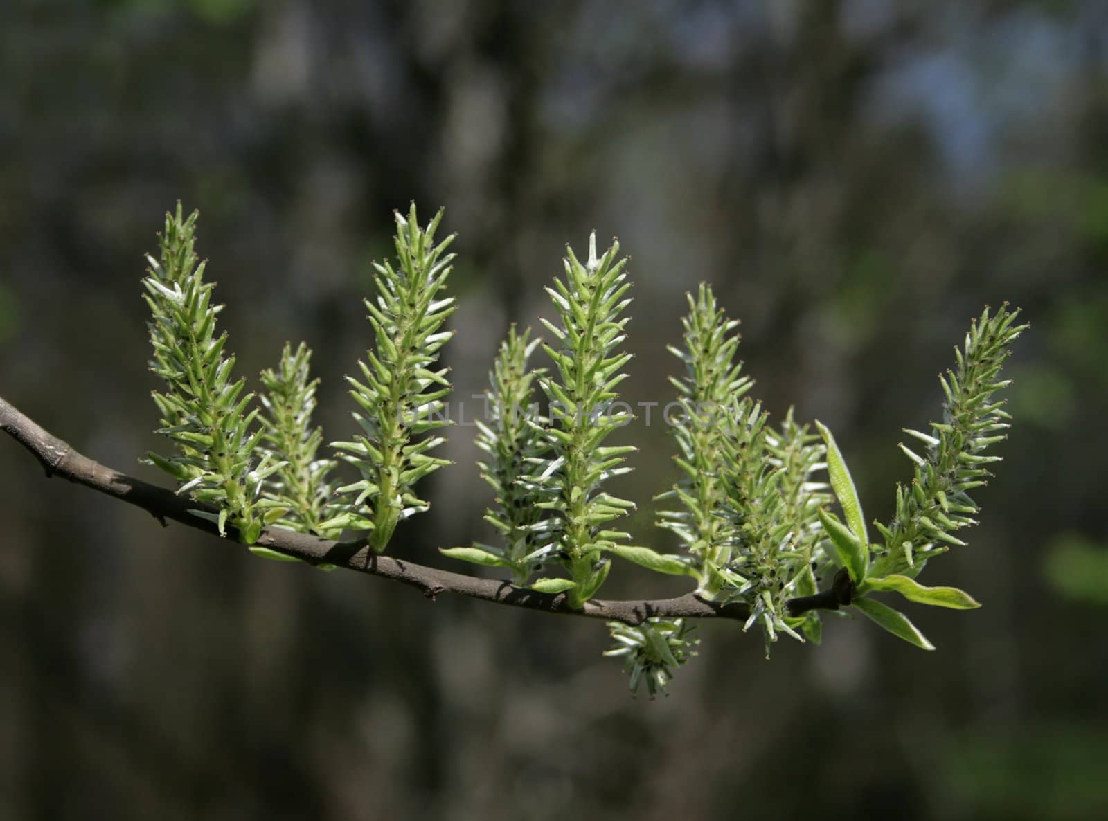 The close-up of young leaves in the spring
