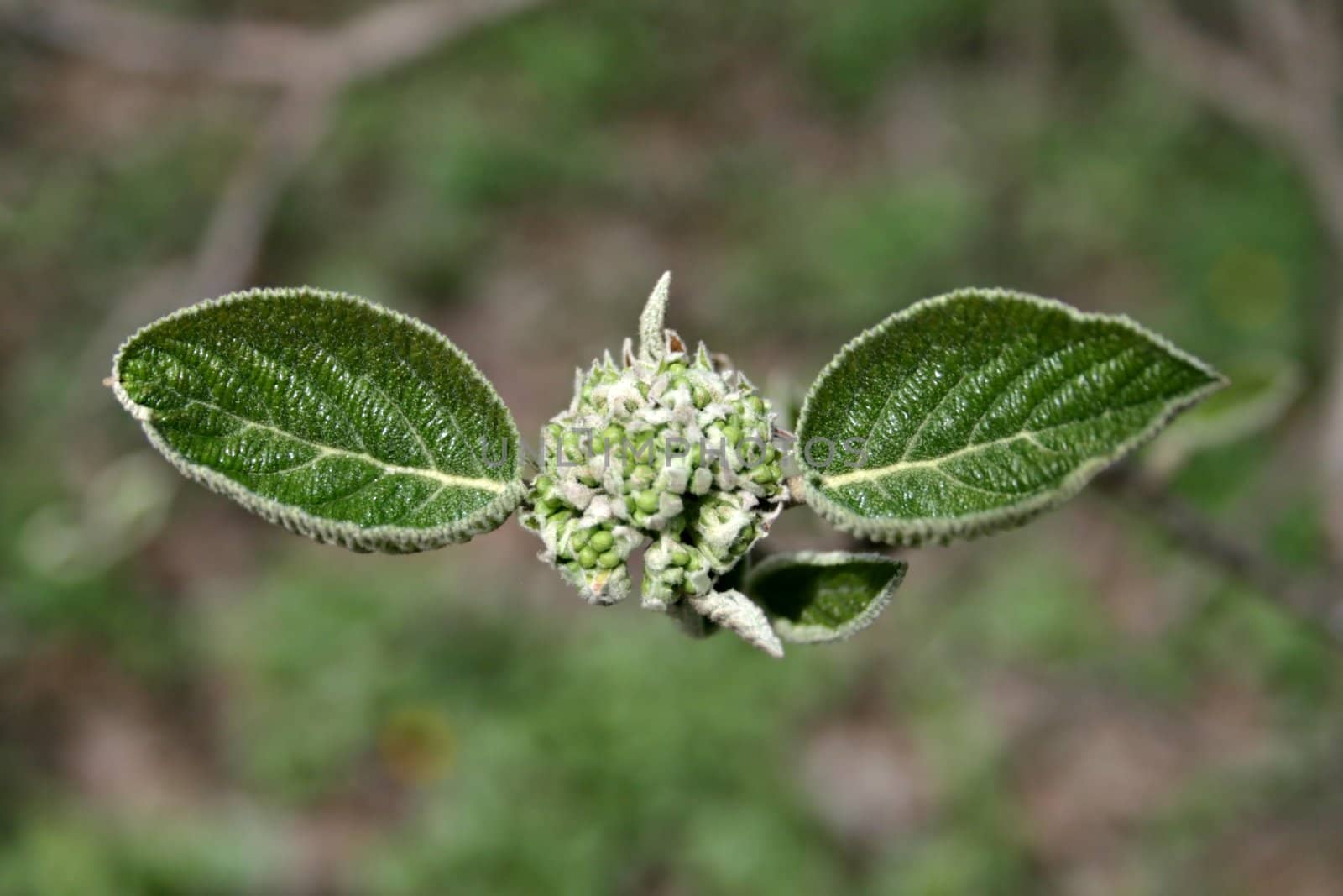 The close-up of young leaves in the spring
