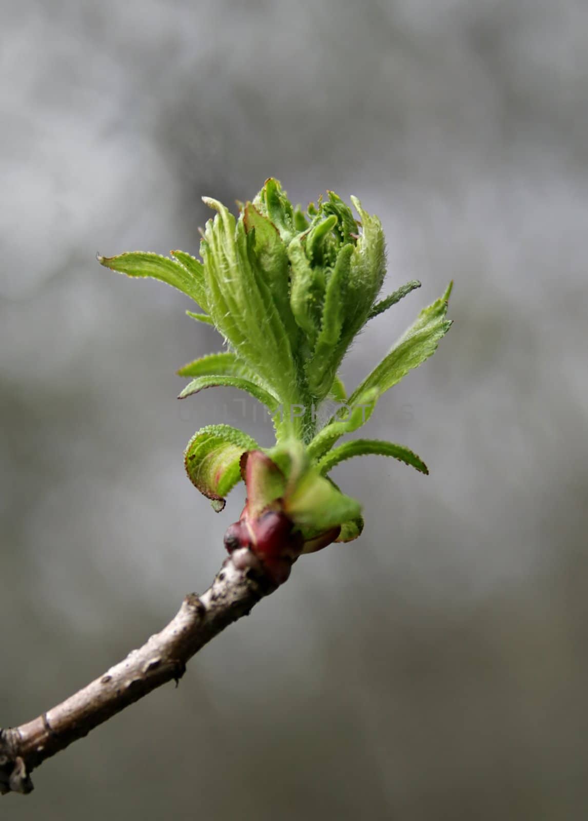 The close-up of young leaves in the spring
