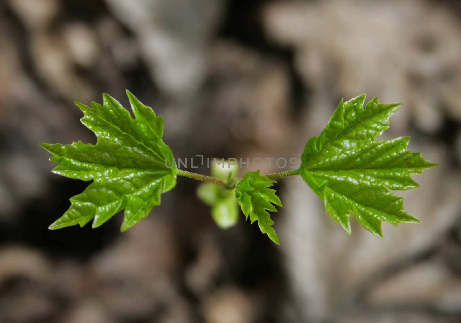 The close-up of young maple leaves in the spring
