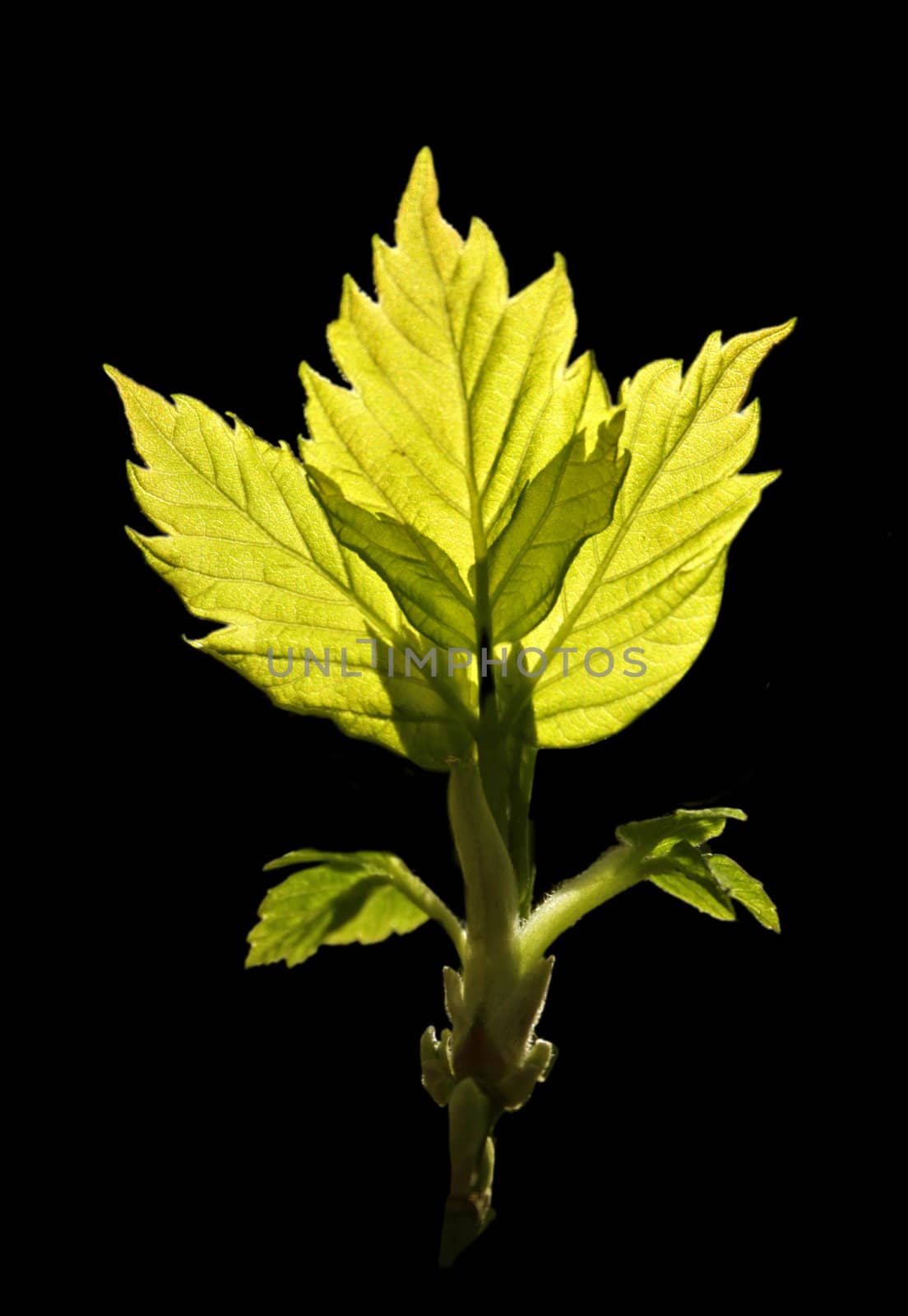 The close-up of young leaves in the spring
