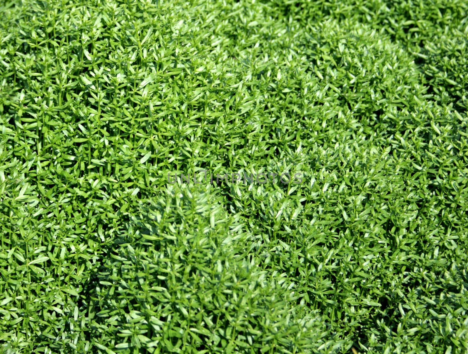 The close-up of grass for texture or background