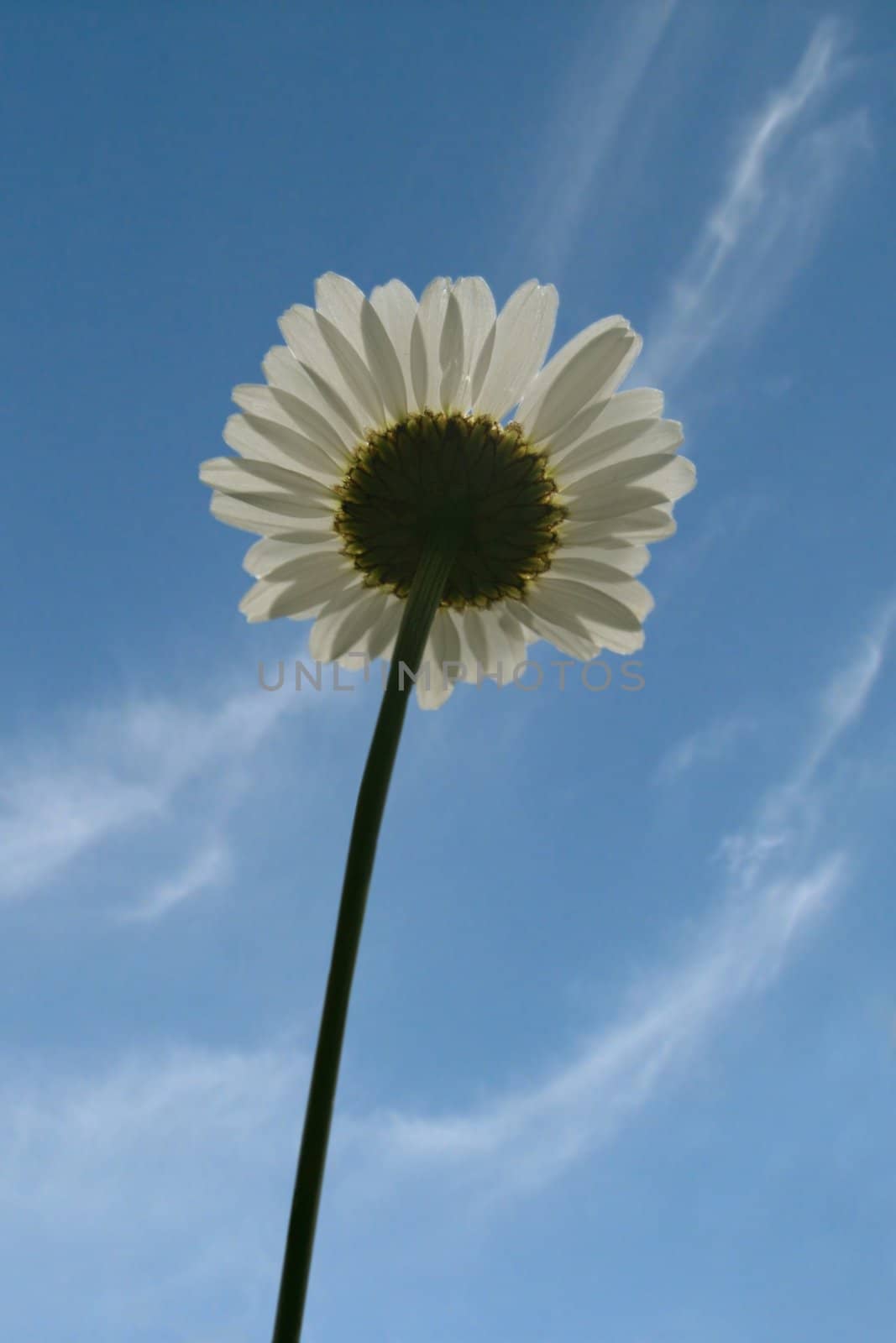 The back-lighted camomile against blue sky