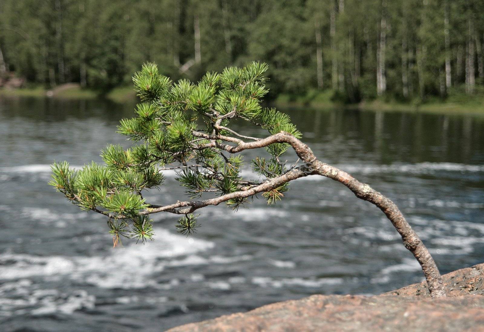 The small pine-tree on a rock over a mountain river
