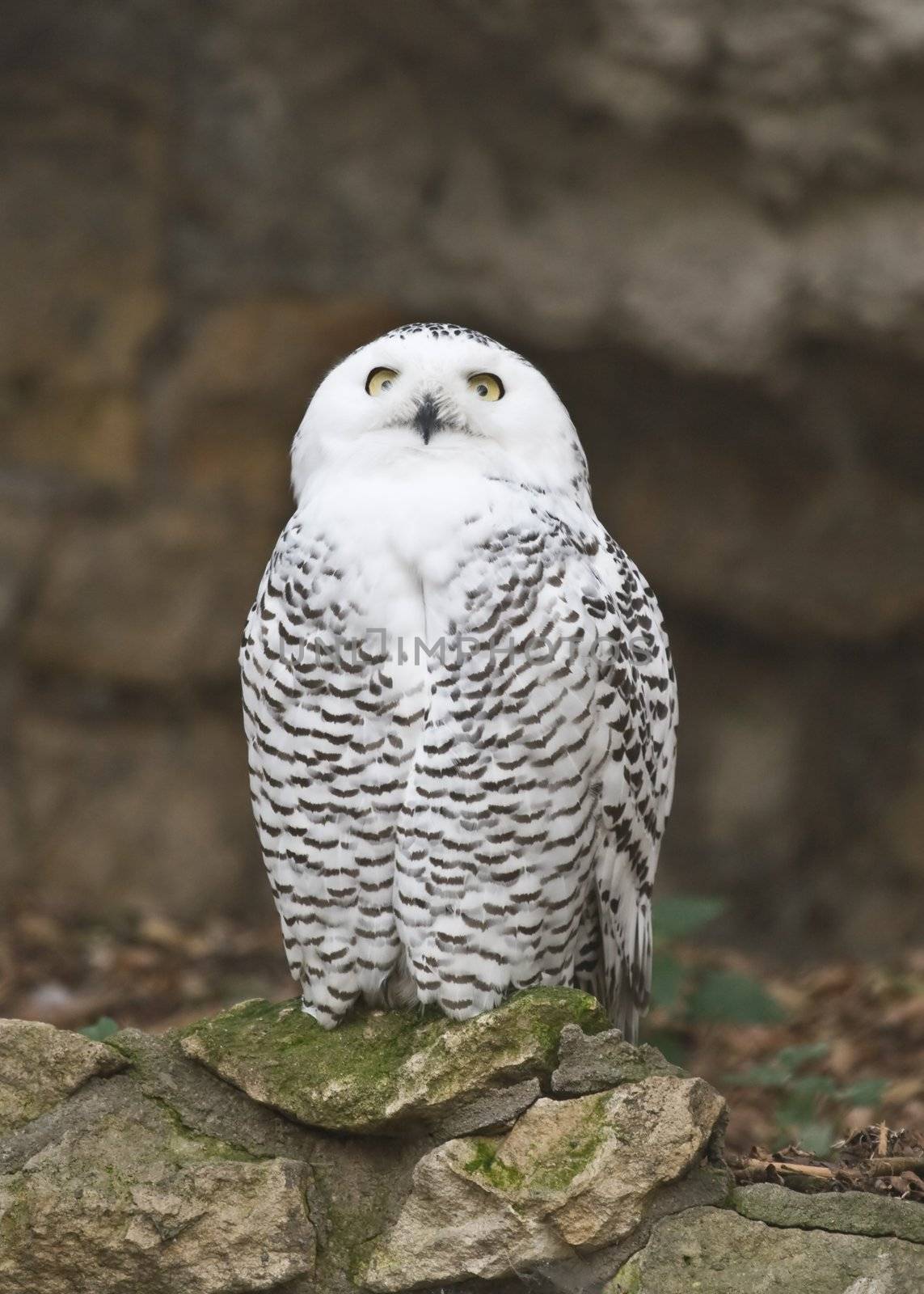 The snowy owl (Nyctea scandiaca) in the Moscow zoo
