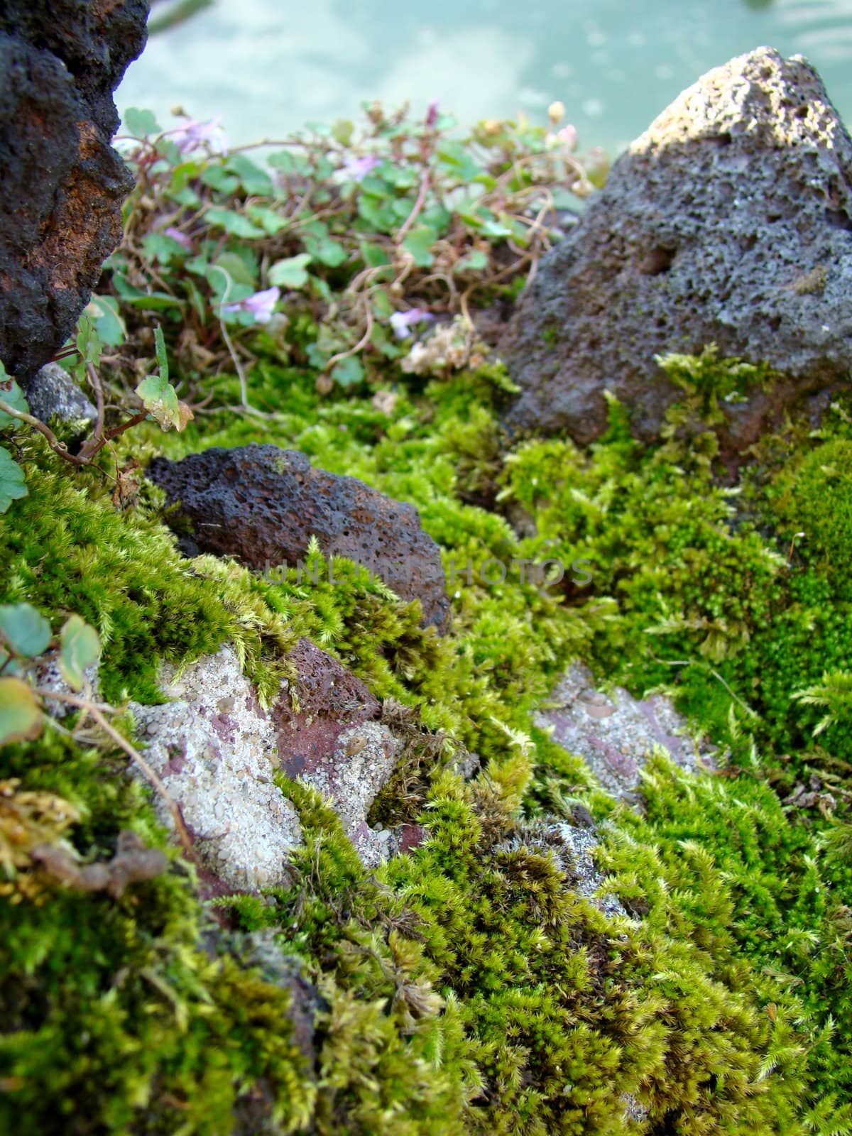 rocks with moss