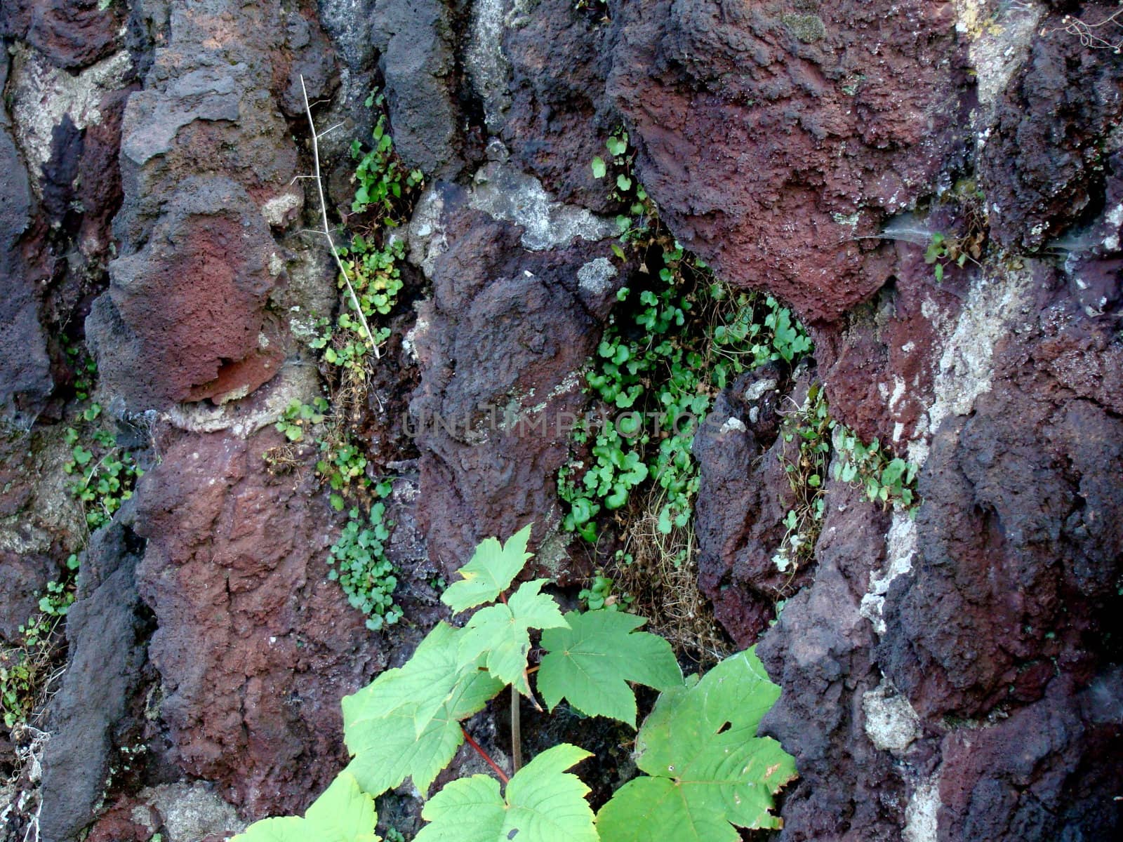 braun rocks with plants