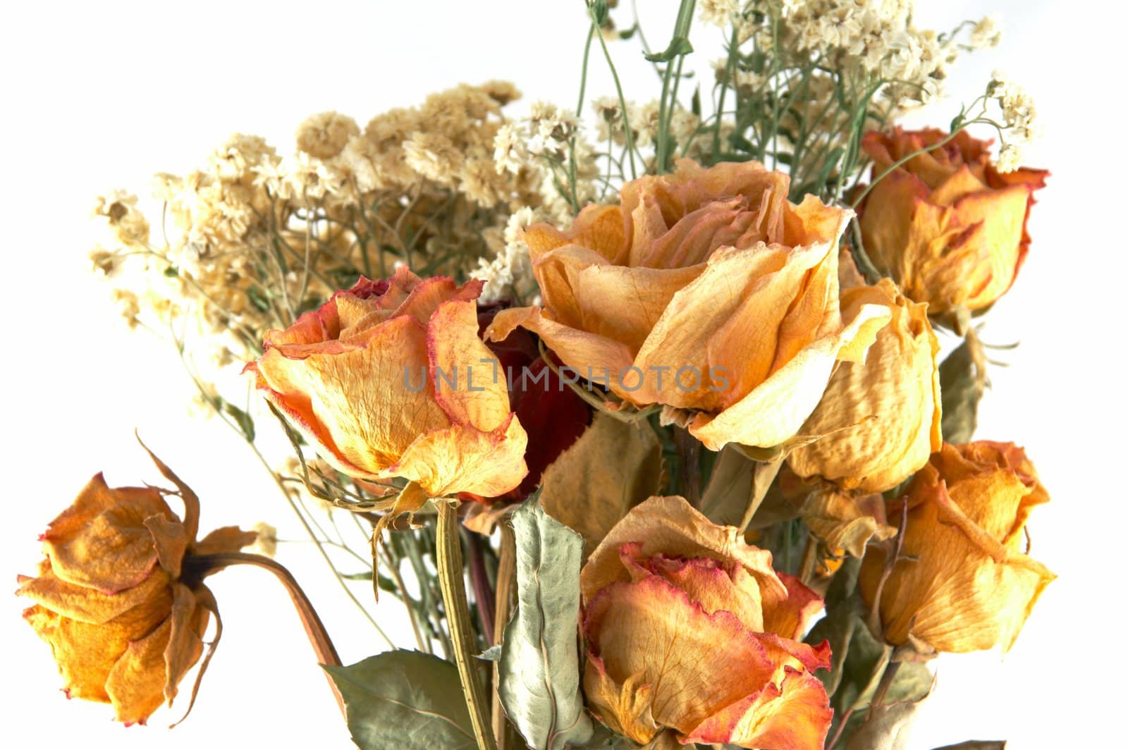 dried flowers on a white background