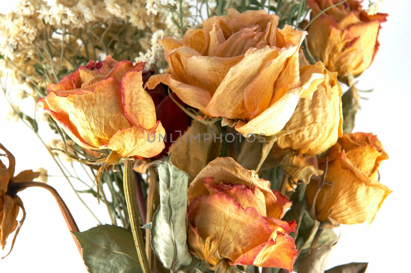 dried flowers on a white background