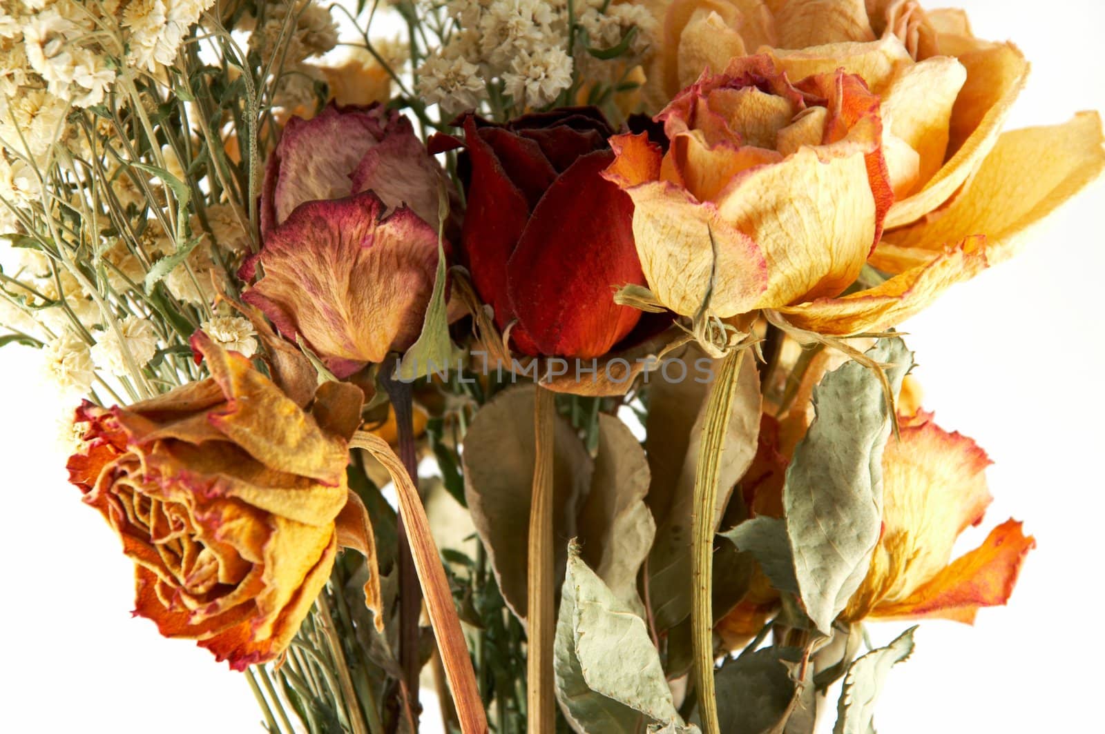 dried flowers on a white background