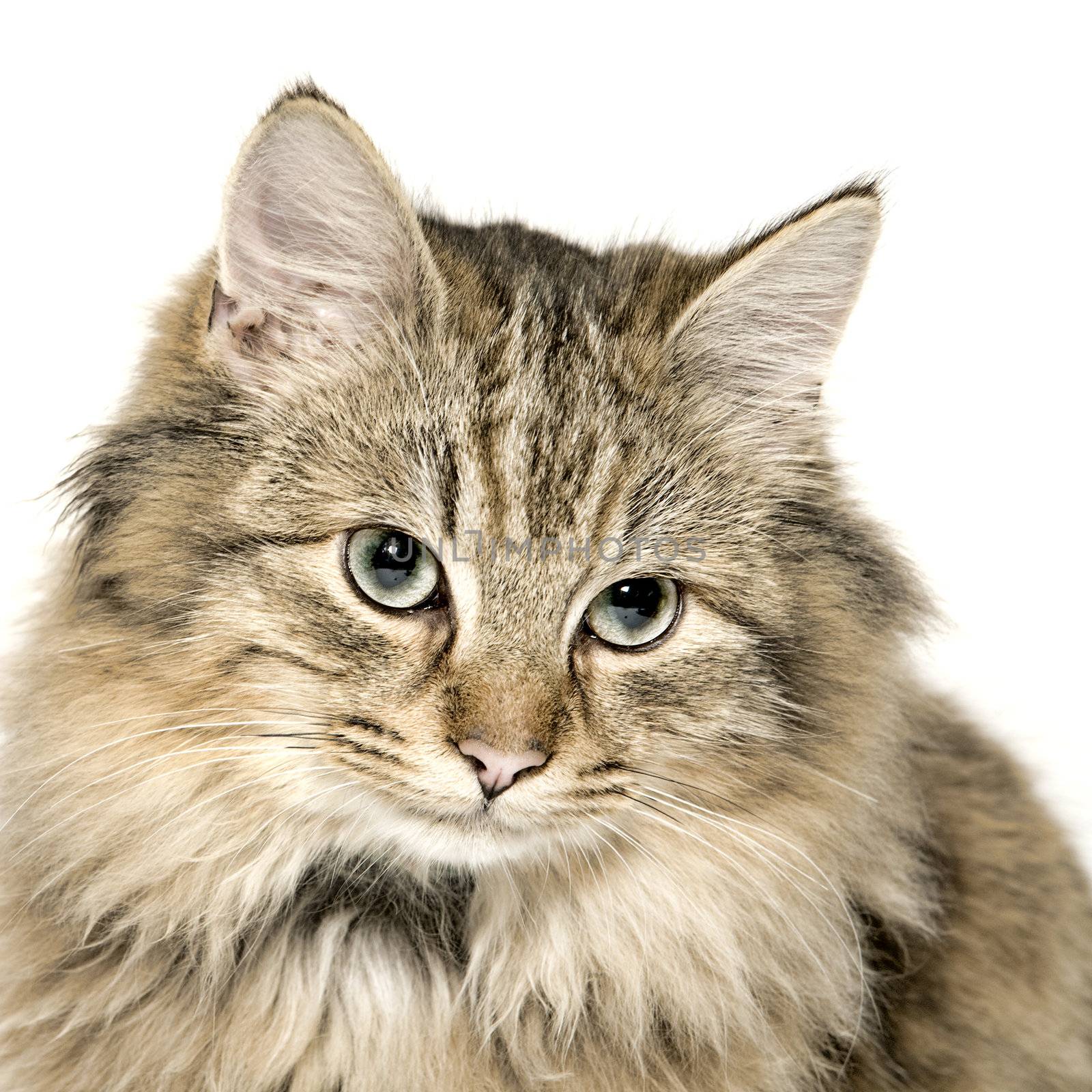 Studio portrait of a cuted mixed breed long haired kitten