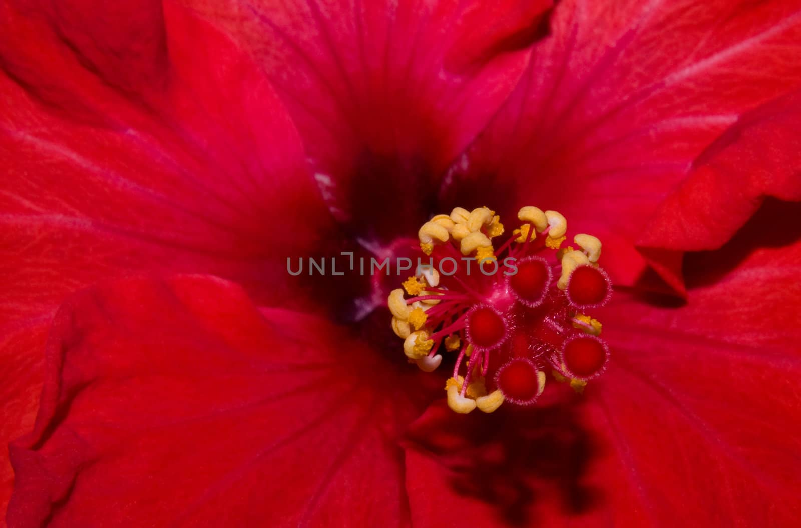 extreme close up of a red hibiscus with stamen visible
