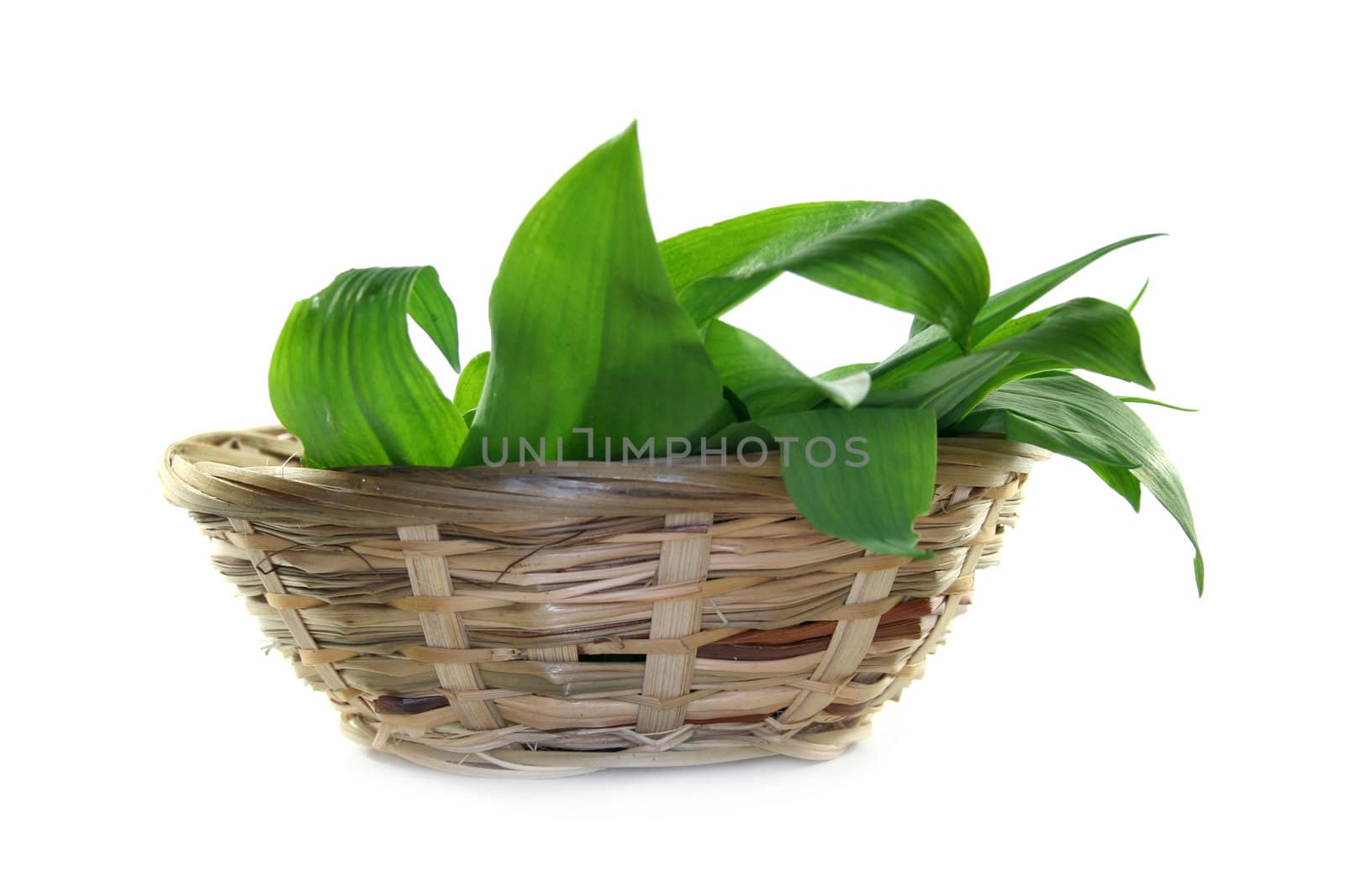 fresh wild garlic leaves in a basket on a white background