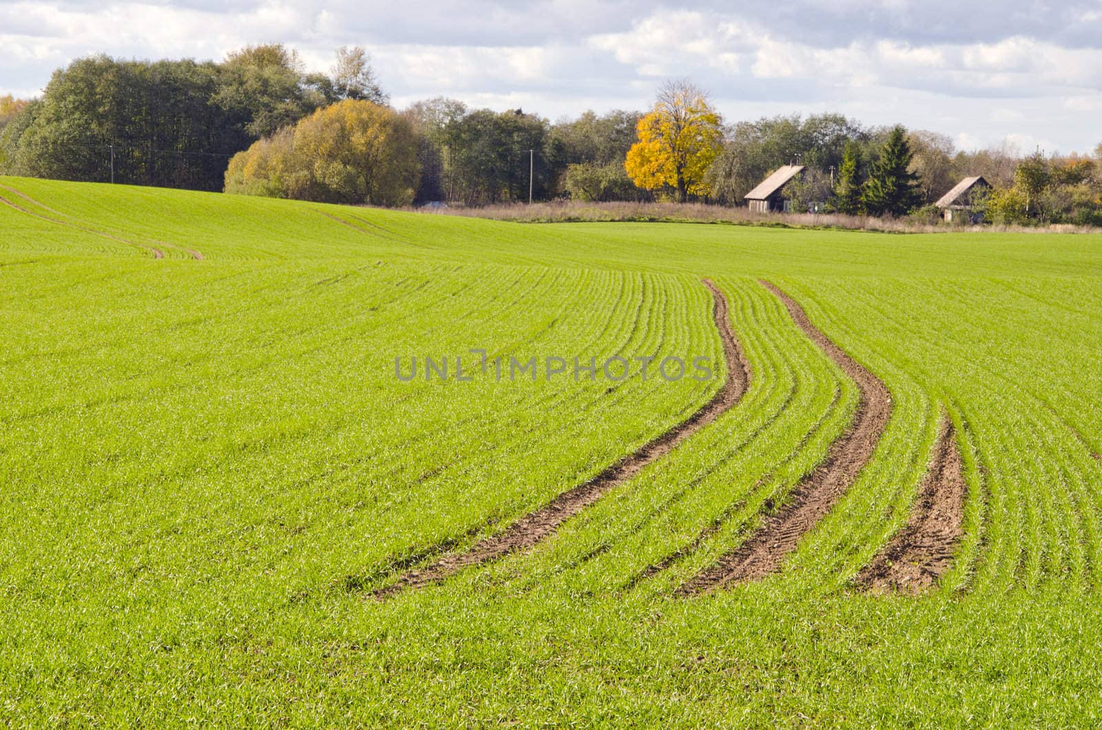 Winter crops rye waiting for winter time. Agricultural farm fields view.