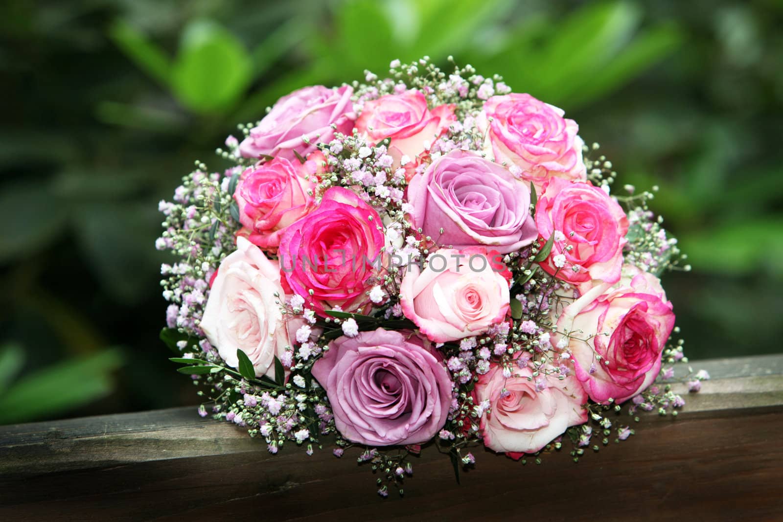 Roses in pink and lilac - Copy Space