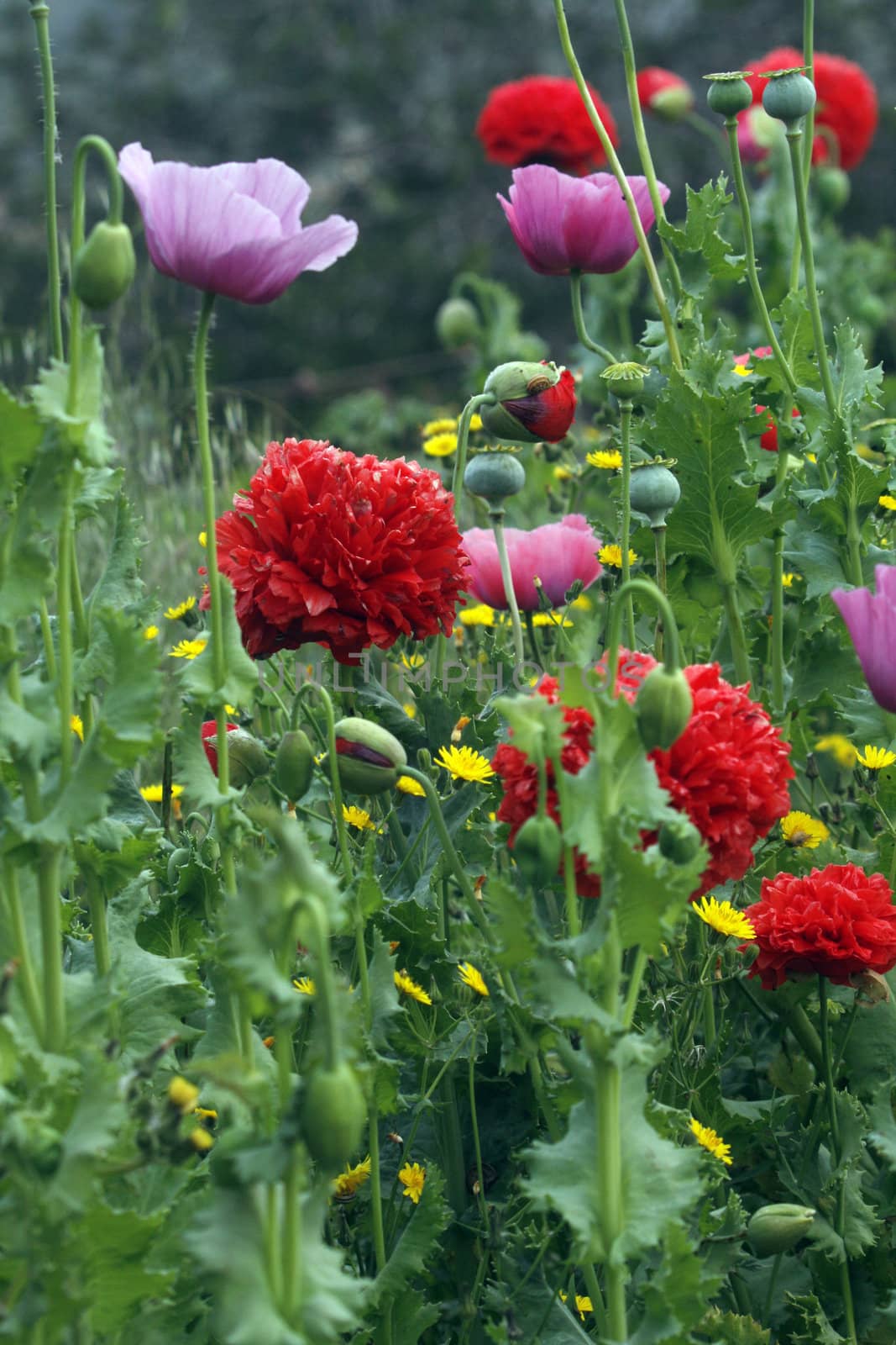 Flowers of red and purple flowers in spring fields in the south of the island of Formentera