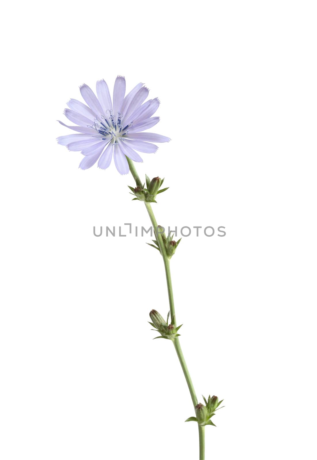 Beautiful blue wild flower with high stem on white background