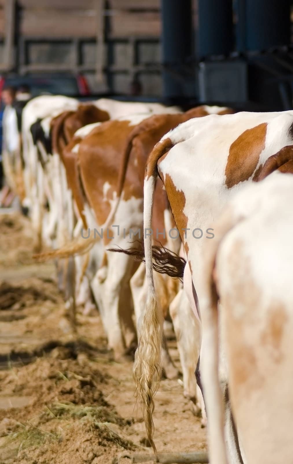 Row of white-brown cows standing with there back to the camera
