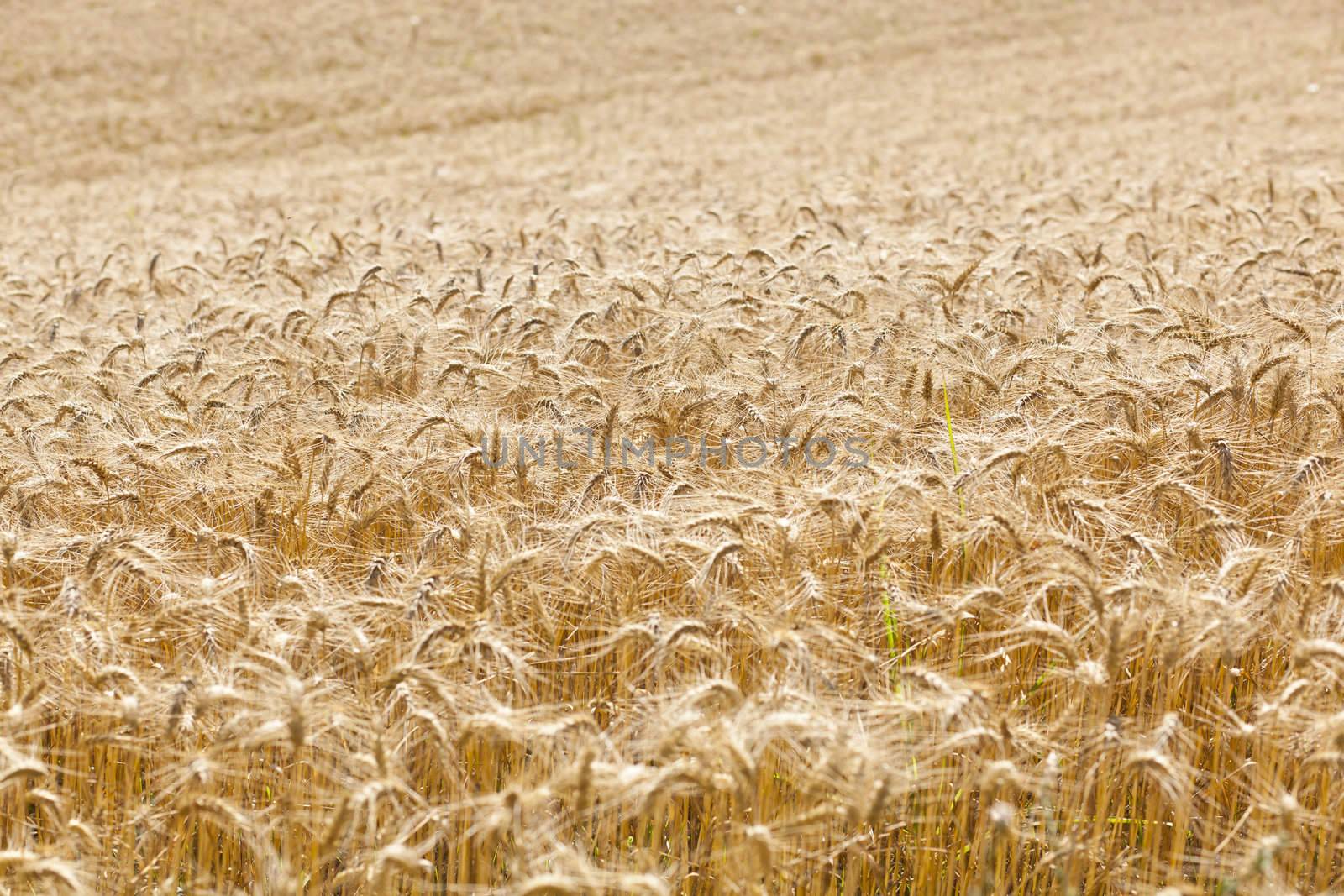 Wheat filed in summer