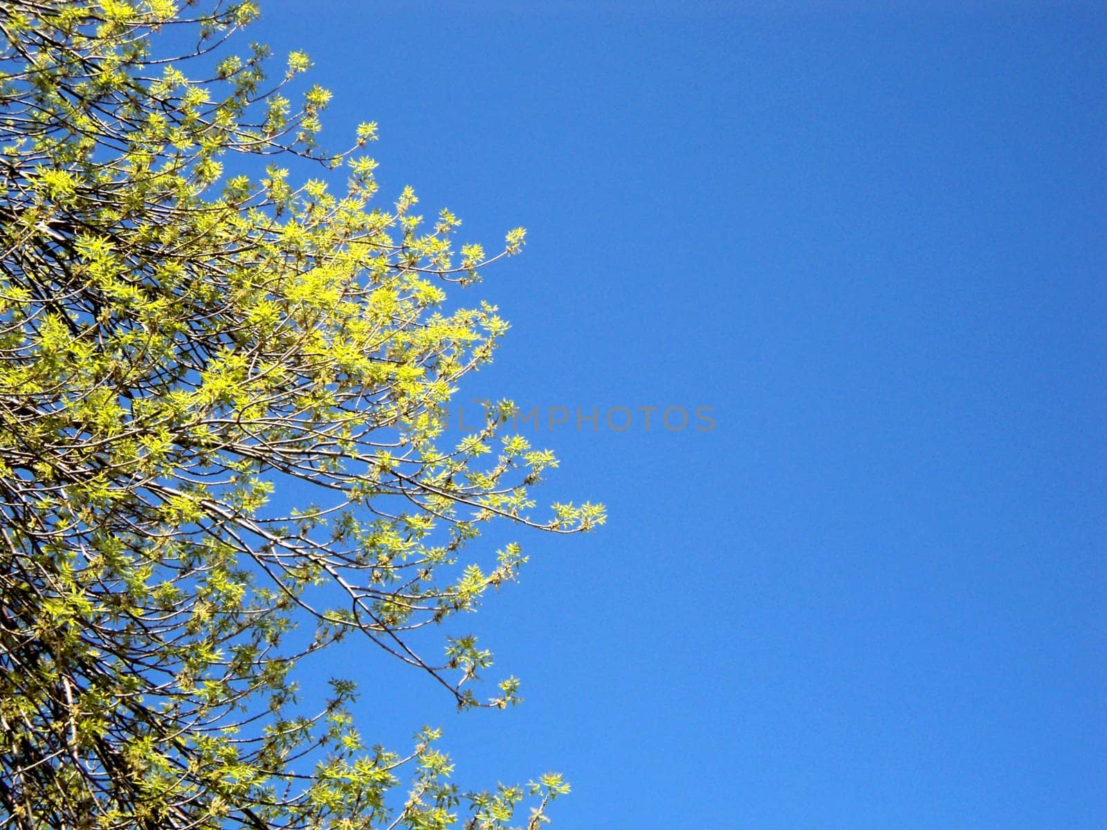 Spring blue cloudless sky with green sheets