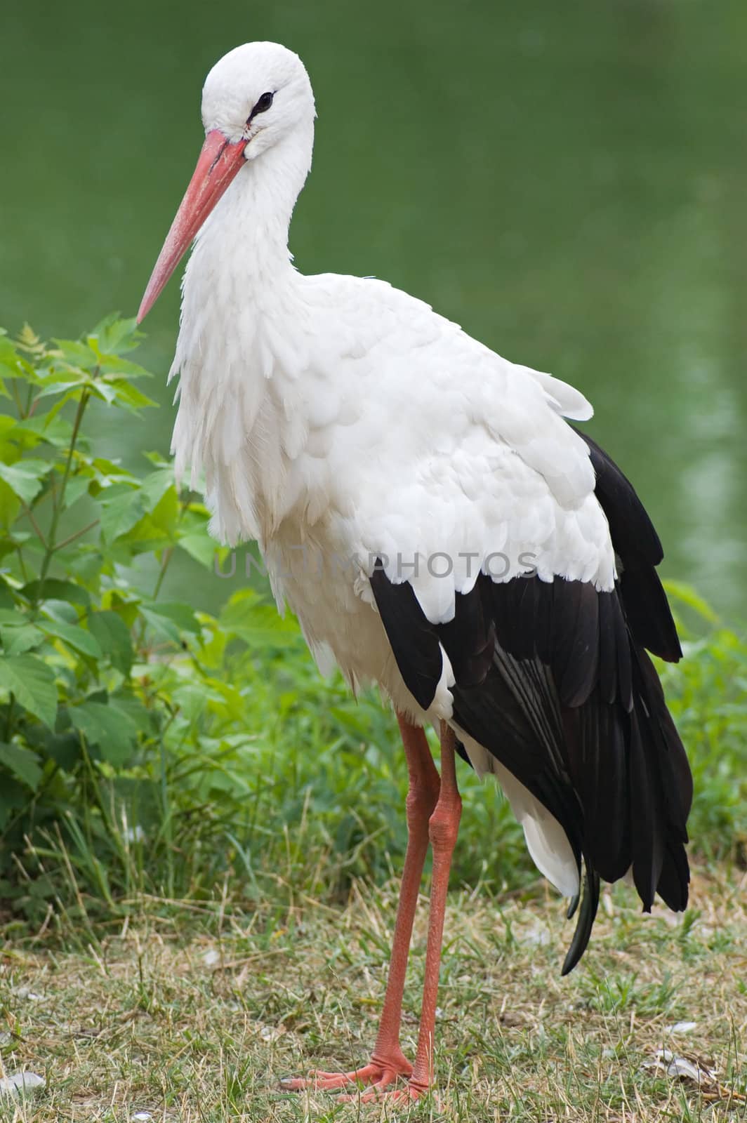 White Stork on the shores of Lake 
