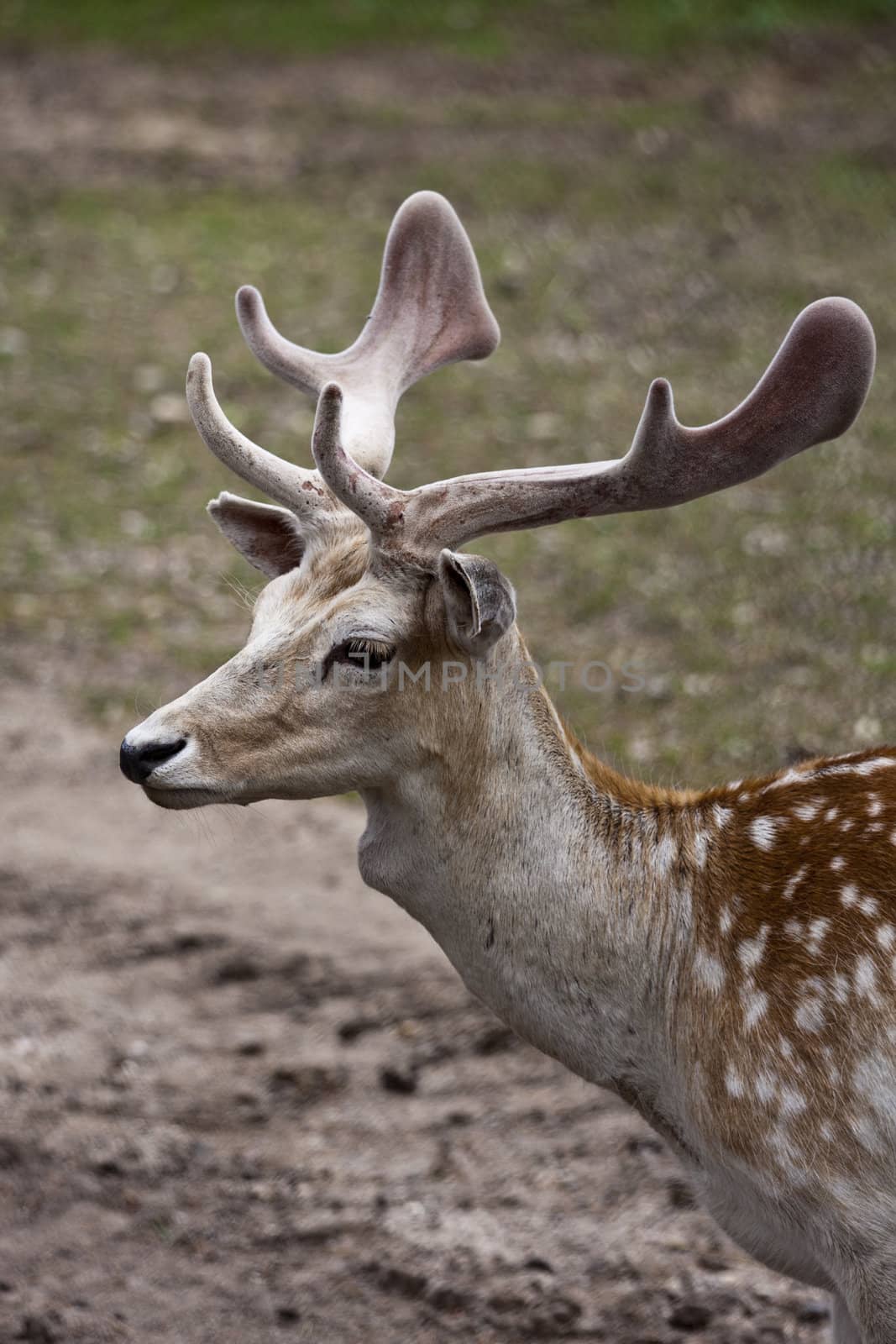 close up shots of michigan elk early summer antler's in velvet