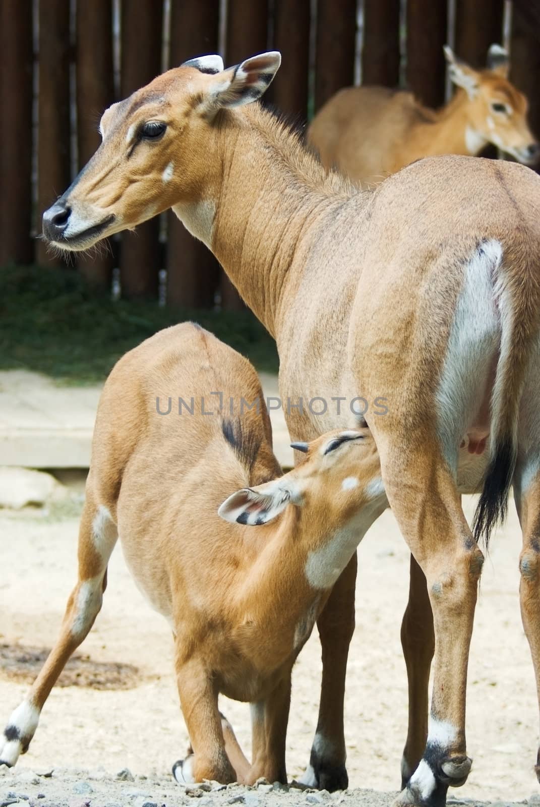 antelope by vrvalerian