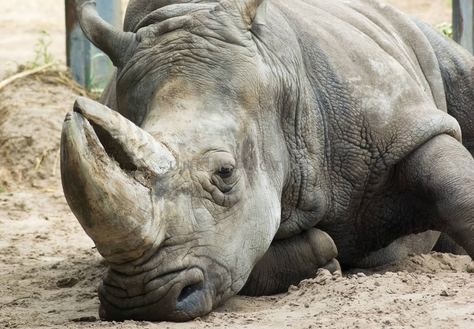Rhinoceros by vrvalerian