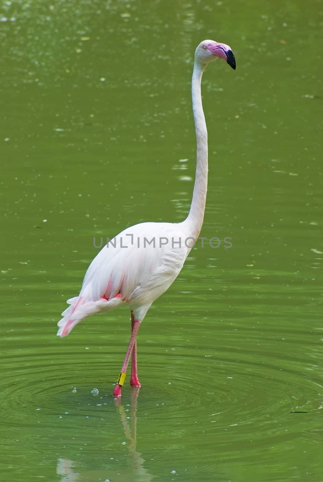 flamingo by vrvalerian