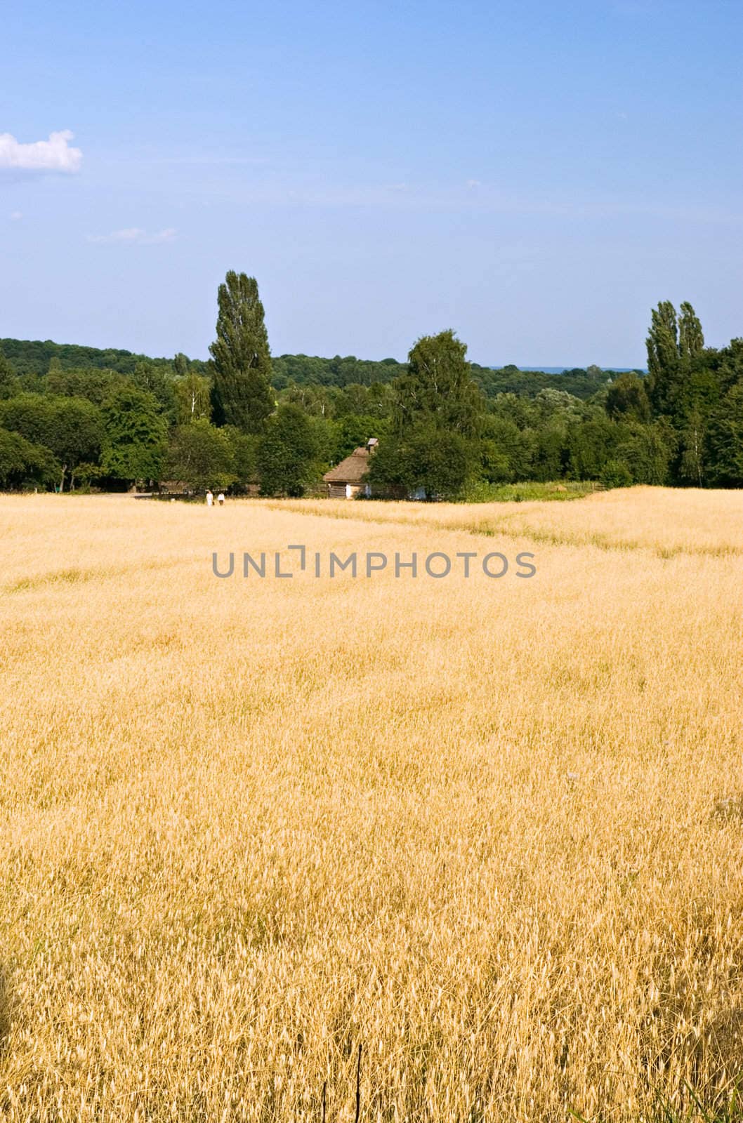 Wheat field with cloudy summer sky 