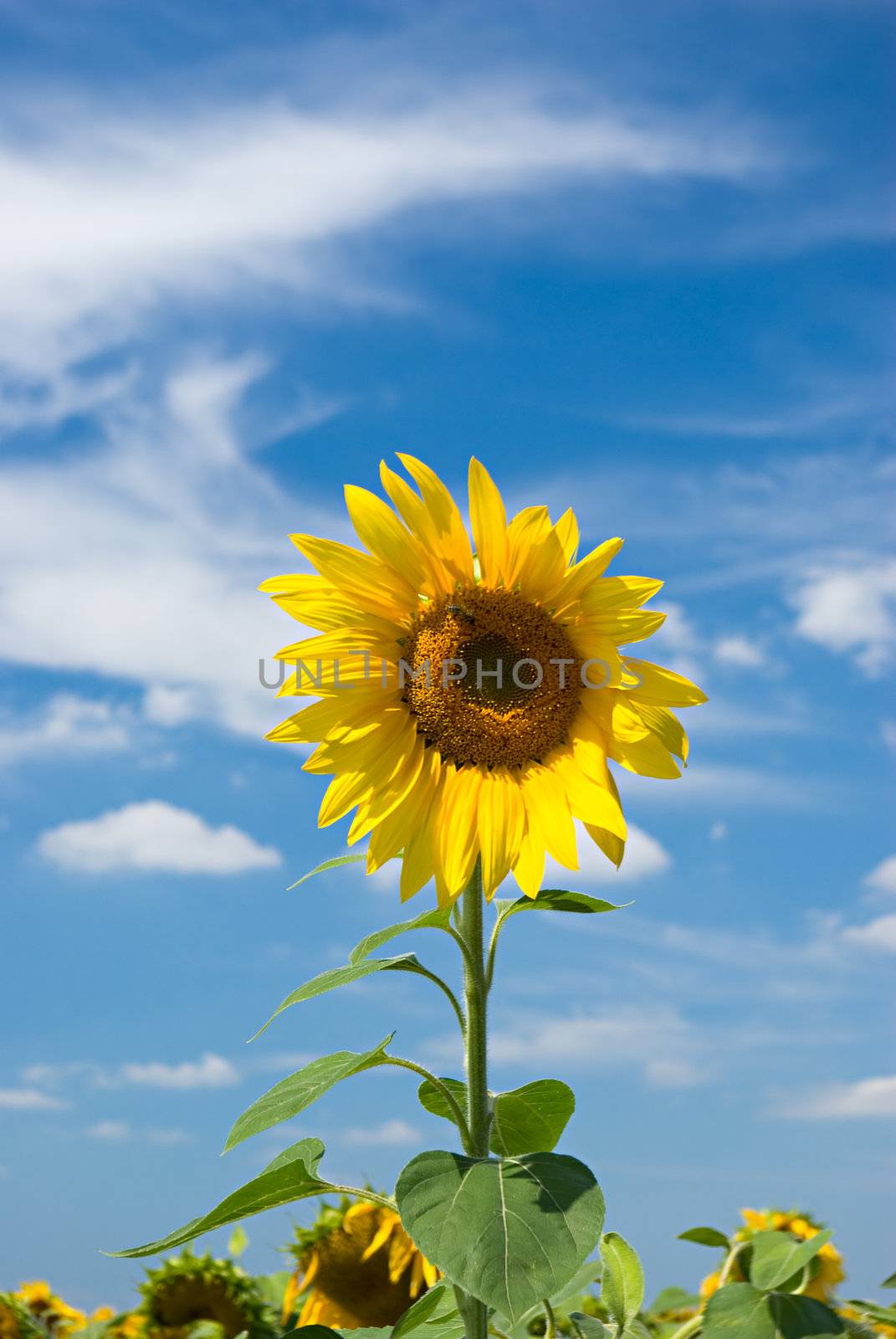 sunflower by vrvalerian