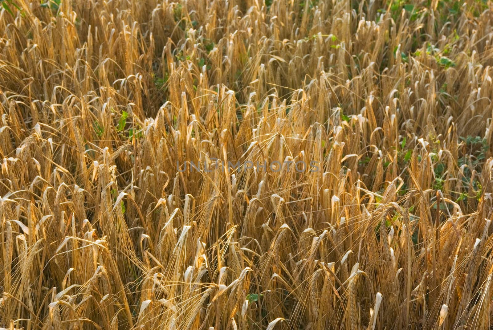 Ripened spikes of wheat field