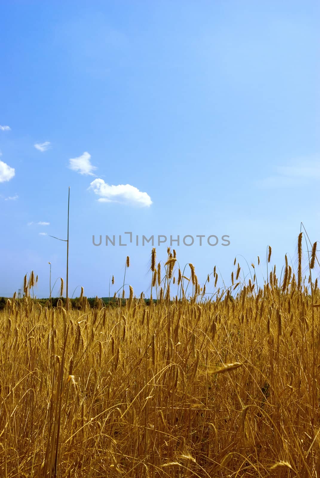 Ripened spikes of wheat field against a clear blue sky 