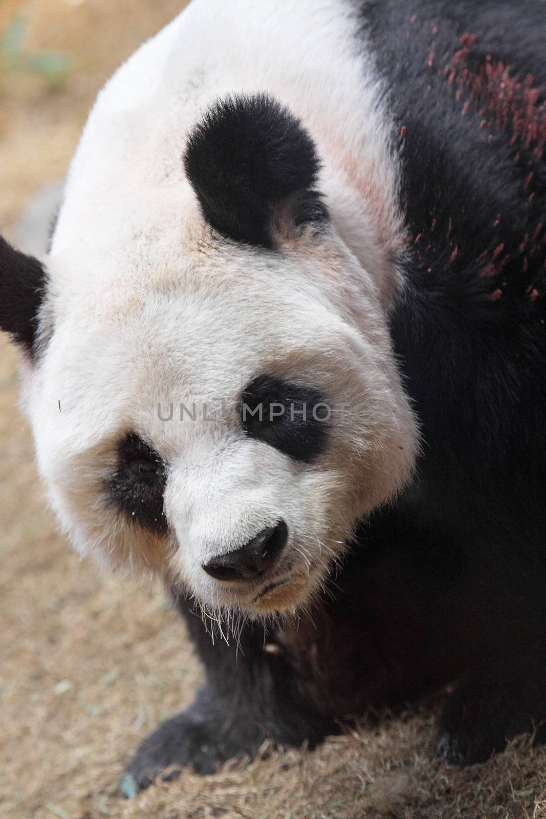 Giant panda bear walking 