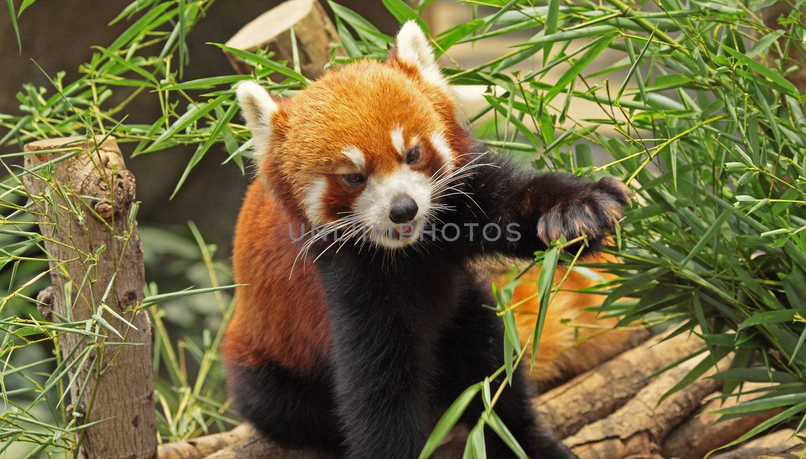 Red Panda
