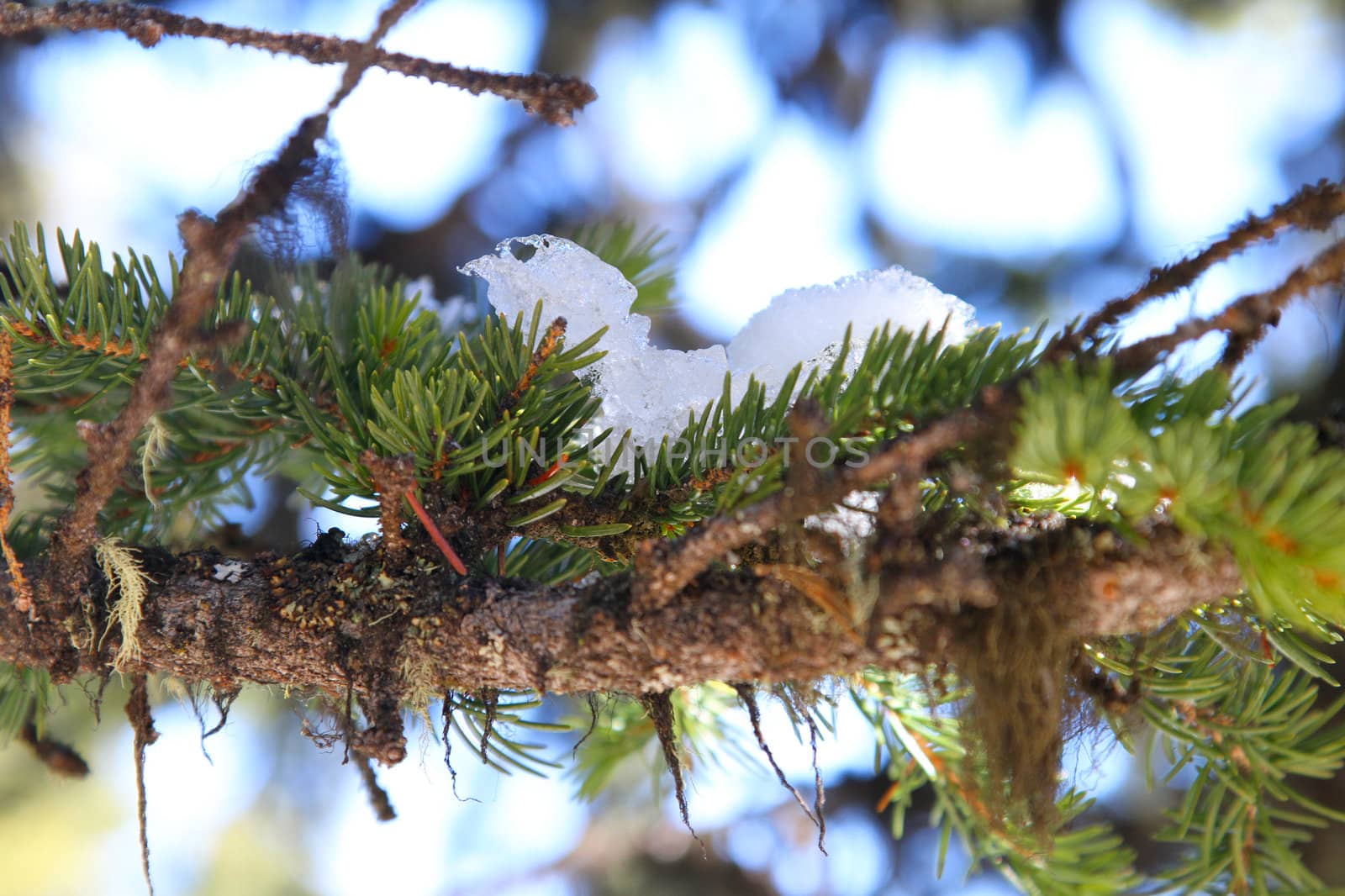 Frozen snow on pine cone twig on cold day