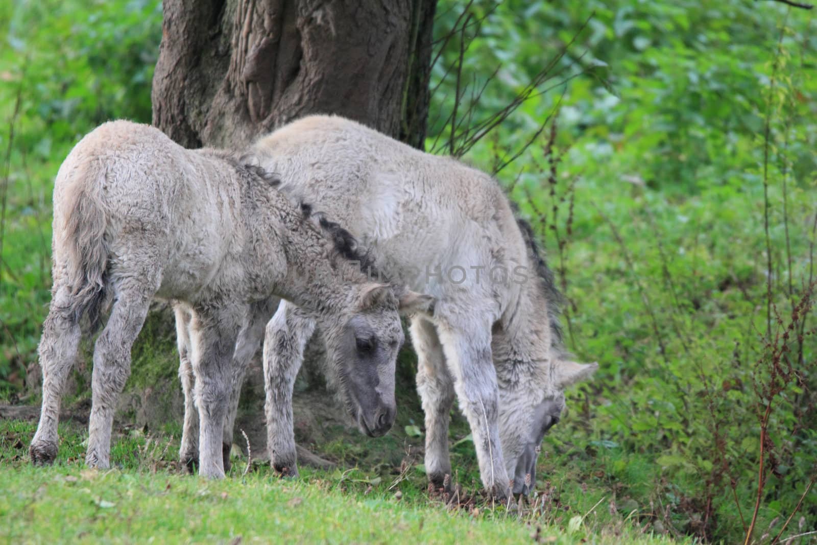 two tarpan foals on a meadow by derausdo