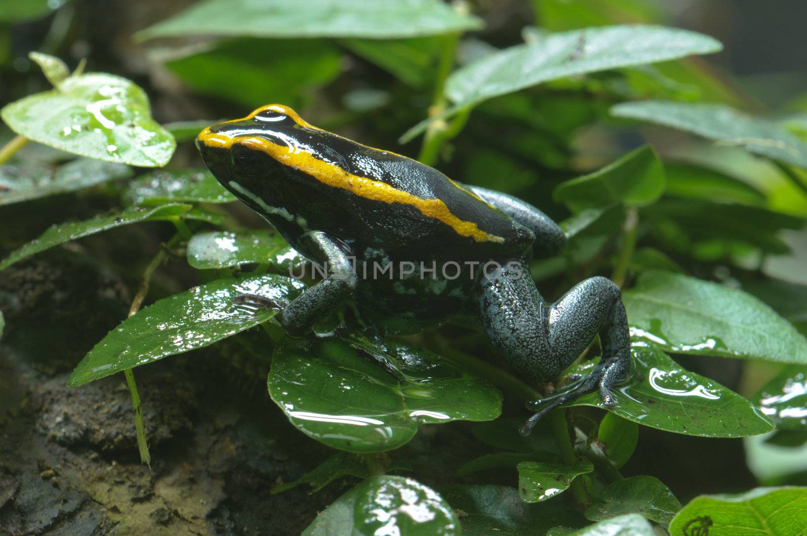 Black and yellow poisonous frog in Bromelia plant, Ranitomeya