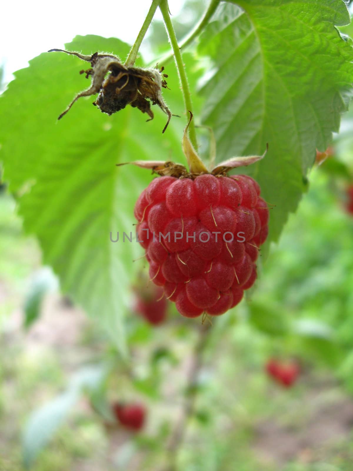 the red raspberry is ripe and so useful and very tasty