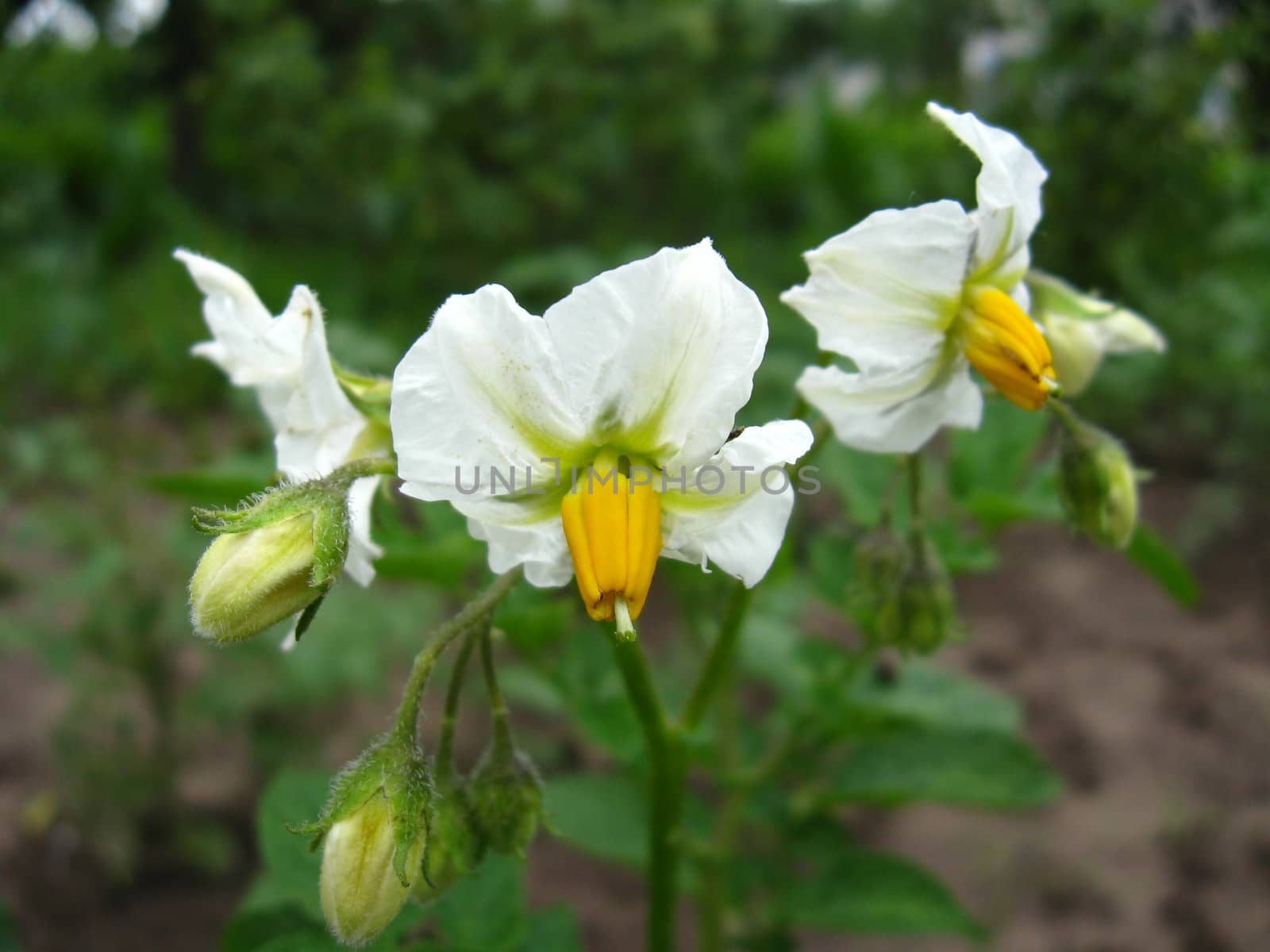 tender and white flowers of potato