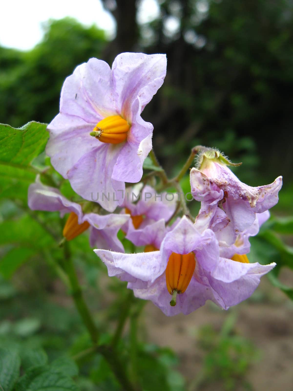 blue flowers of potato is very