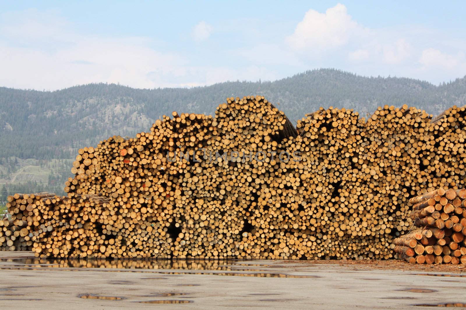 Piles of cut wood at timber mill