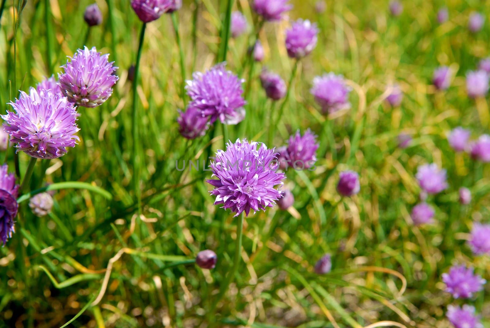 wild flowers. Please note: No negative use allowed.