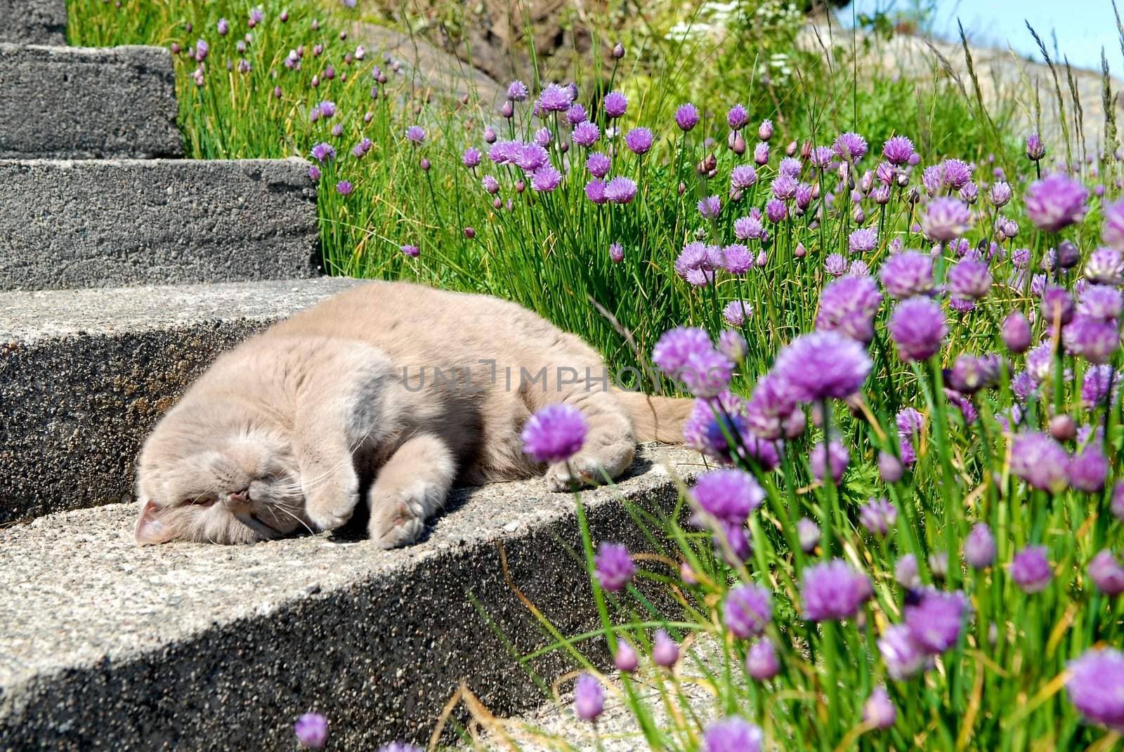 cat sleeping by the side of wild flowers. Please note: No negative use allowed.