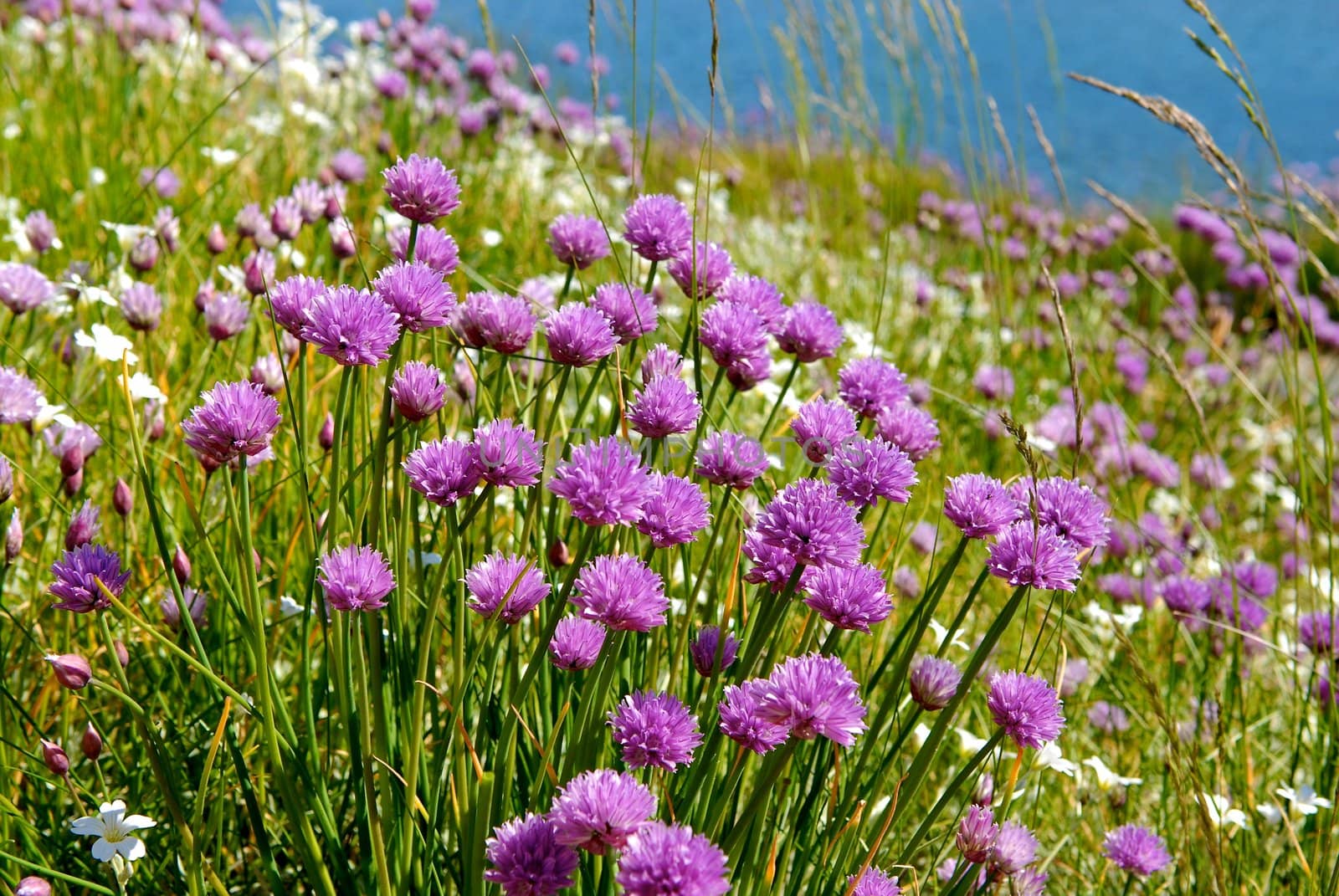 wild flowers. Please note: No negative use allowed.